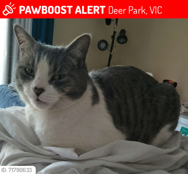 Lost Male Cat last seen Caroll Street, Deer Park, VIC 3023