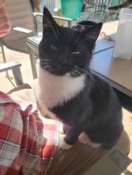 Lost Male Cat last seen Kingsley Park, Moore, SC 29369