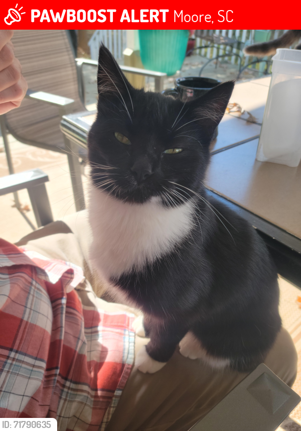 Lost Male Cat last seen Kingsley Park, Moore, SC 29369