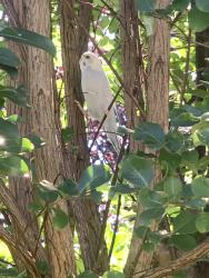 Lost Female Bird last seen Greenmount Ave and Calverton blvd, Beltsville, MD 20704