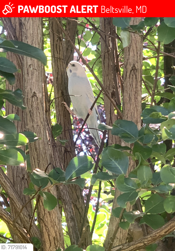 Lost Female Bird last seen Greenmount Ave and Calverton blvd, Beltsville, MD 20704