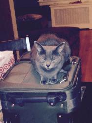 Lost Female Cat last seen Paseo del norte and Kimmick, Albuquerque, NM 87113