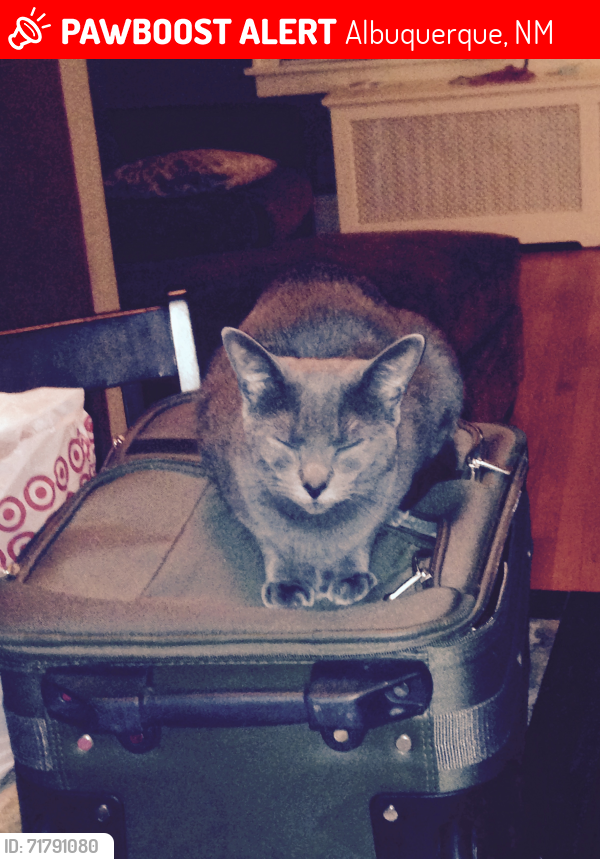 Lost Female Cat last seen Paseo del norte and Kimmick, Albuquerque, NM 87113