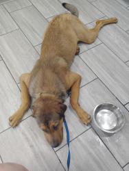 Found/Stray Male Dog last seen Miller and Reisner, Indianapolis, IN 46221