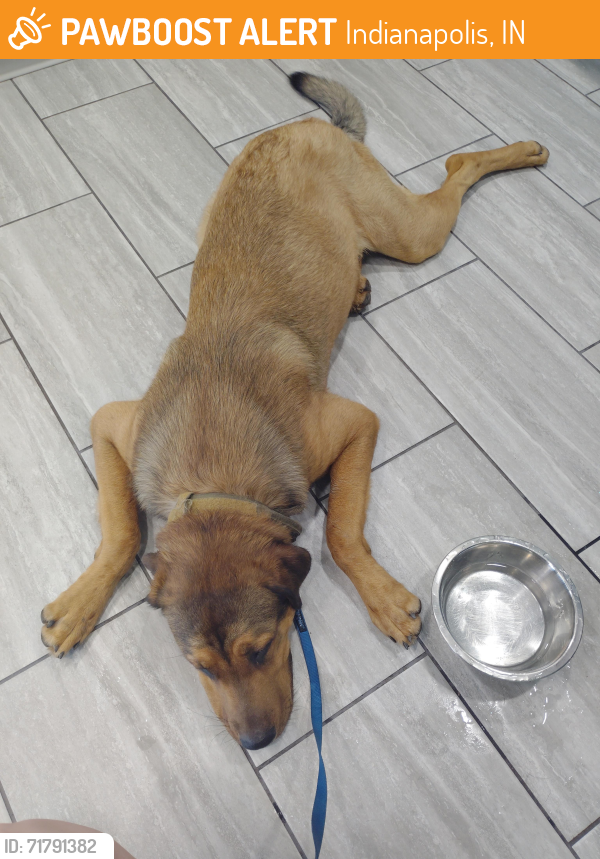 Found/Stray Male Dog last seen Miller and Reisner, Indianapolis, IN 46221