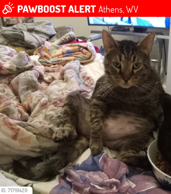 Lost Male Cat last seen Via, Ln Athens WV 24712, Athens, WV 24712