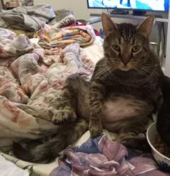 Lost Male Cat last seen Via, Ln Athens WV 24712, Athens, WV 24712