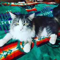 Lost Male Cat last seen Hermanos court and Cypress boulevard , Los Lunas, NM 87031