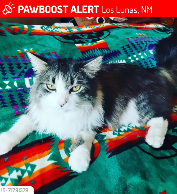 Lost Male Cat last seen Hermanos court and Cypress boulevard , Los Lunas, NM 87031