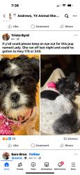 Lost Female Dog last seen Highway 176, Stanton, TX 79782