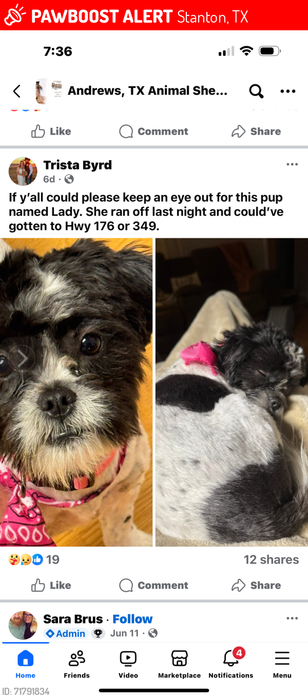 Lost Female Dog last seen Highway 176, Stanton, TX 79782