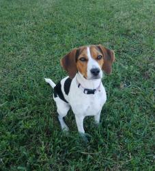 Lost Female Dog last seen Speegleville Road, Woodway, Texas, McLennan County, TX 76712