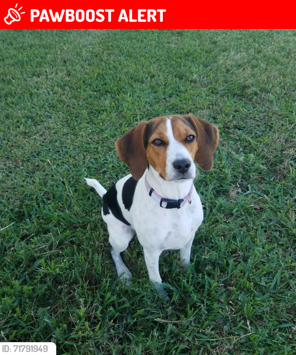 Lost Female Dog last seen Speegleville Road, Woodway, Texas, McLennan County, TX 76712