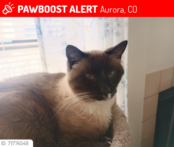 Lost Male Cat last seen Chambers and Pheasant Run , Aurora, CO 80015
