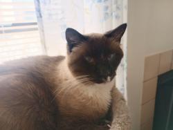 Lost Male Cat last seen Chambers and Pheasant Run , Aurora, CO 80015