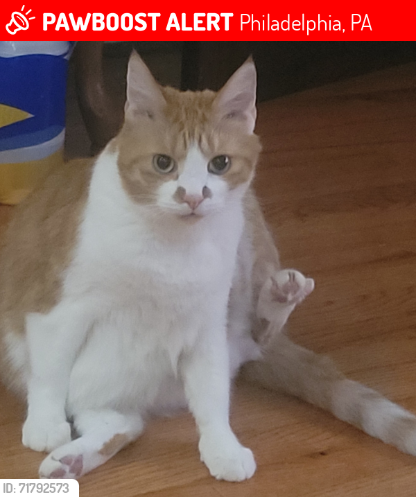 Lost Male Cat last seen 22nd and Titan Street , Philadelphia, PA 19146