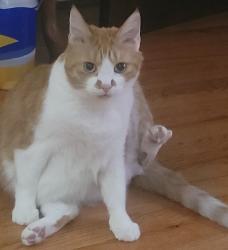Lost Male Cat last seen 22nd and Titan Street , Philadelphia, PA 19146