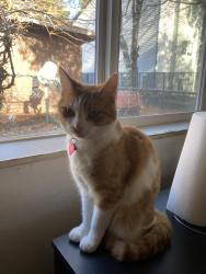 Lost Male Cat last seen Gordon Russell Middle School , Gresham, OR 97080