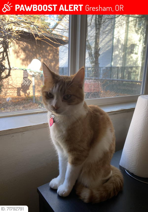Lost Male Cat last seen Gordon Russell Middle School , Gresham, OR 97080