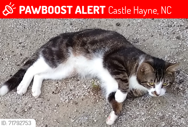 Lost Male Cat last seen Cape Fear Spay and Neuter Clinic , Castle Hayne, NC 28429
