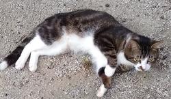 Lost Male Cat last seen Cape Fear Spay and Neuter Clinic , Castle Hayne, NC 28429