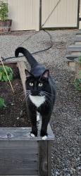 Lost Male Cat last seen Backweight & Bunting , Post Falls, ID 83854