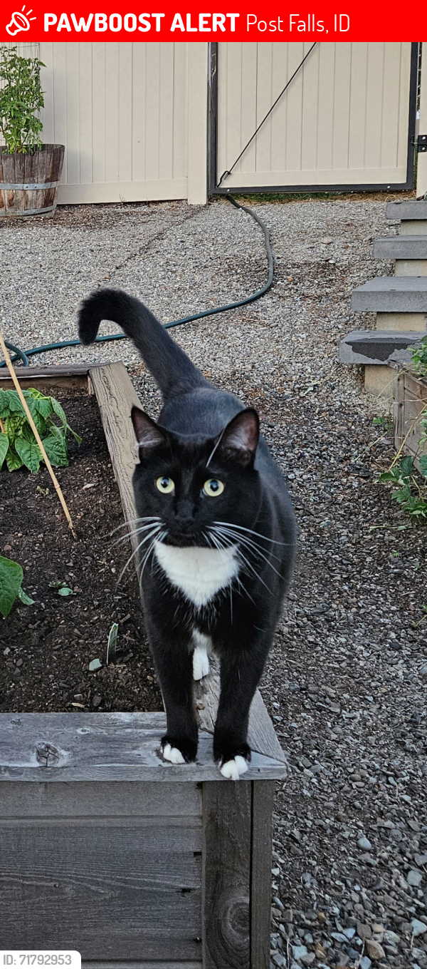 Lost Male Cat last seen Backweight & Bunting , Post Falls, ID 83854