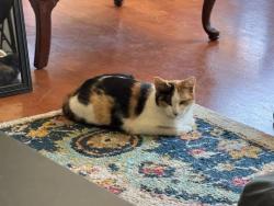 Lost Female Cat last seen N Morada Ave, Covina, CA 91722