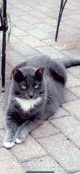 Lost Female Cat last seen Locustfield, Harriet, Brik Kiln, Falmouth, MA 02536