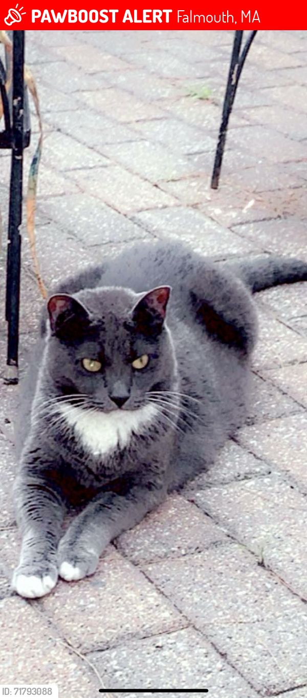 Lost Female Cat last seen Locustfield, Harriet, Brik Kiln, Falmouth, MA 02536