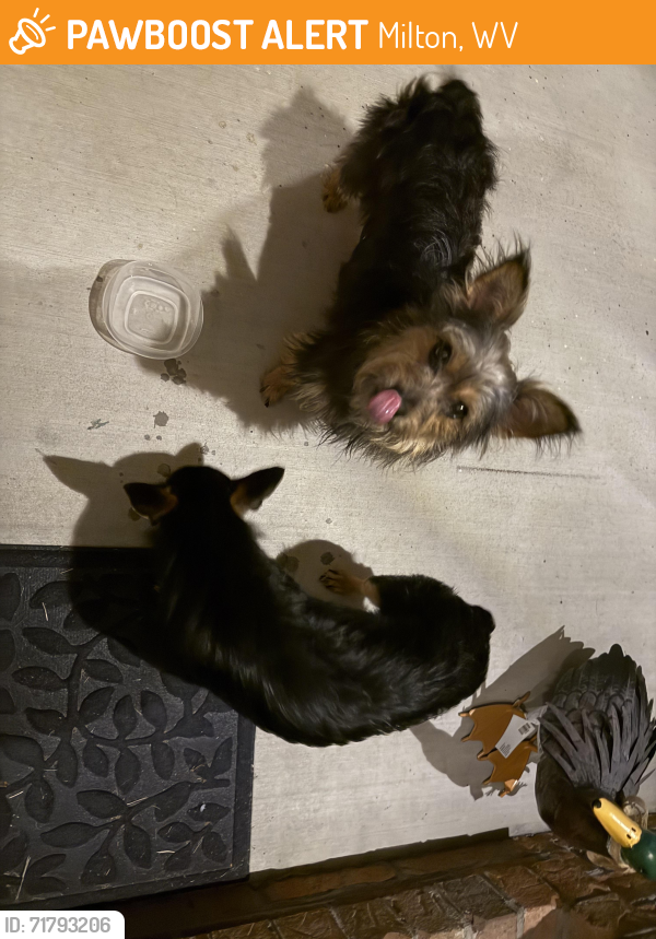 Found/Stray Male Dog last seen rock camp road milton, Milton, WV 25541