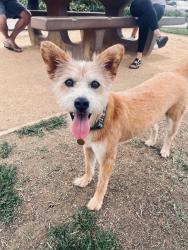 Lost Male Dog last seen Freedom Blvd and White Rd, Watsonville, CA 95076