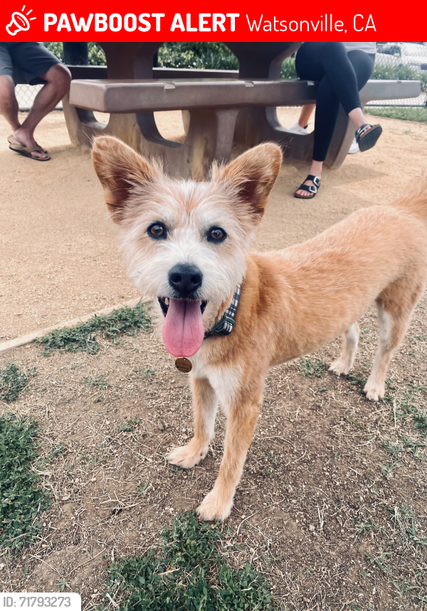 Lost Male Dog last seen Freedom Blvd and White Rd, Watsonville, CA 95076