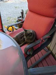 Lost Male Cat last seen Neptune Beach, Ferndale, WA 98248