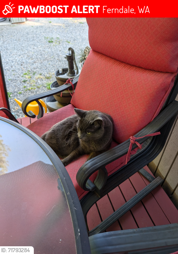 Lost Male Cat last seen Neptune Beach, Ferndale, WA 98248