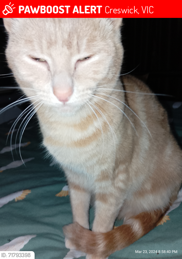 Lost Male Cat last seen Midland Highway, Creswick, VIC 3363