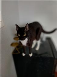 Lost Female Cat last seen Pennsylvania, Fairfield, CA 94533