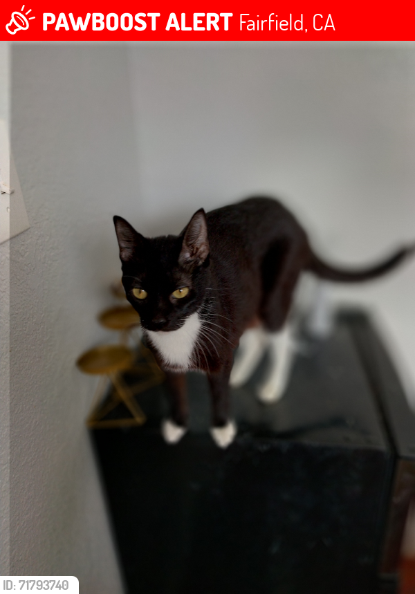 Lost Female Cat last seen Pennsylvania, Fairfield, CA 94533
