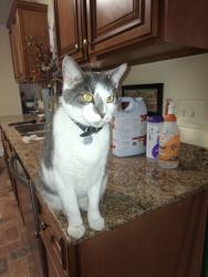 Lost Male Cat last seen Cross streets Center and Beach St, Ocean Springs, MS 39564