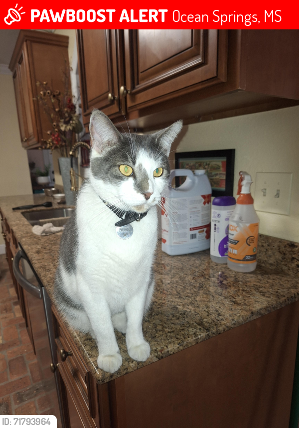Lost Male Cat last seen Cross streets Center and Beach St, Ocean Springs, MS 39564