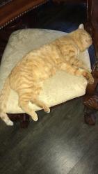 Lost Male Cat last seen Little Rd and Selene Way, New Port Richey, FL 34655