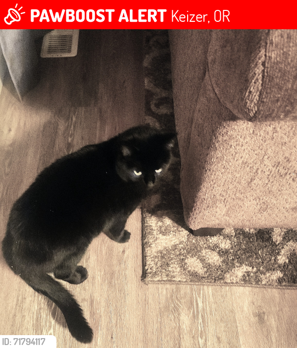 Lost Female Cat last seen Between verda and River Rd on Chemawa, Keizer, OR 97307