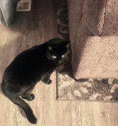 Lost Female Cat last seen Between verda and River Rd on Chemawa, Keizer, OR 97307