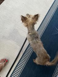 Lost Male Dog last seen Chevron station 183 st. And 32 Avenue  Miami Gardens , Miami Gardens, FL 33056