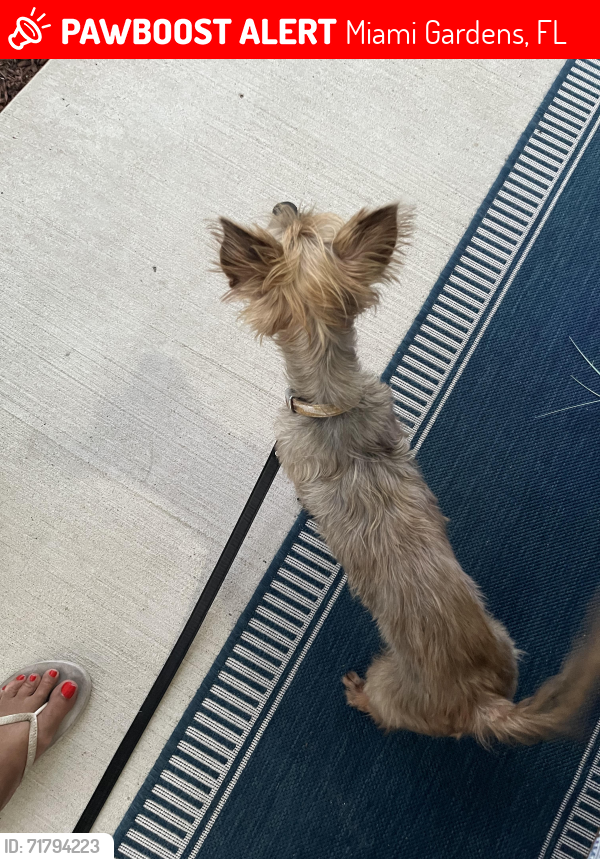 Lost Male Dog last seen Chevron station 183 st. And 32 Avenue  Miami Gardens , Miami Gardens, FL 33056