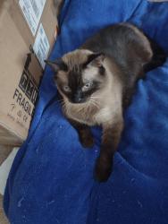 Lost Male Cat last seen Ttrailer, Spencer, IN 47460