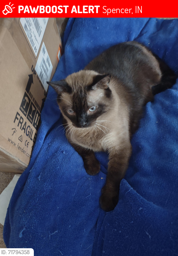 Lost Male Cat last seen Ttrailer, Spencer, IN 47460