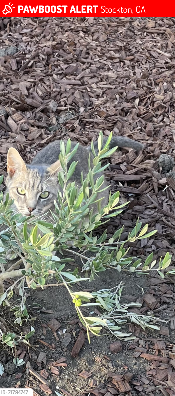Lost Female Cat last seen Allston cross street , Stockton, CA 95204