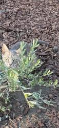 Lost Female Cat last seen Allston cross street , Stockton, CA 95204