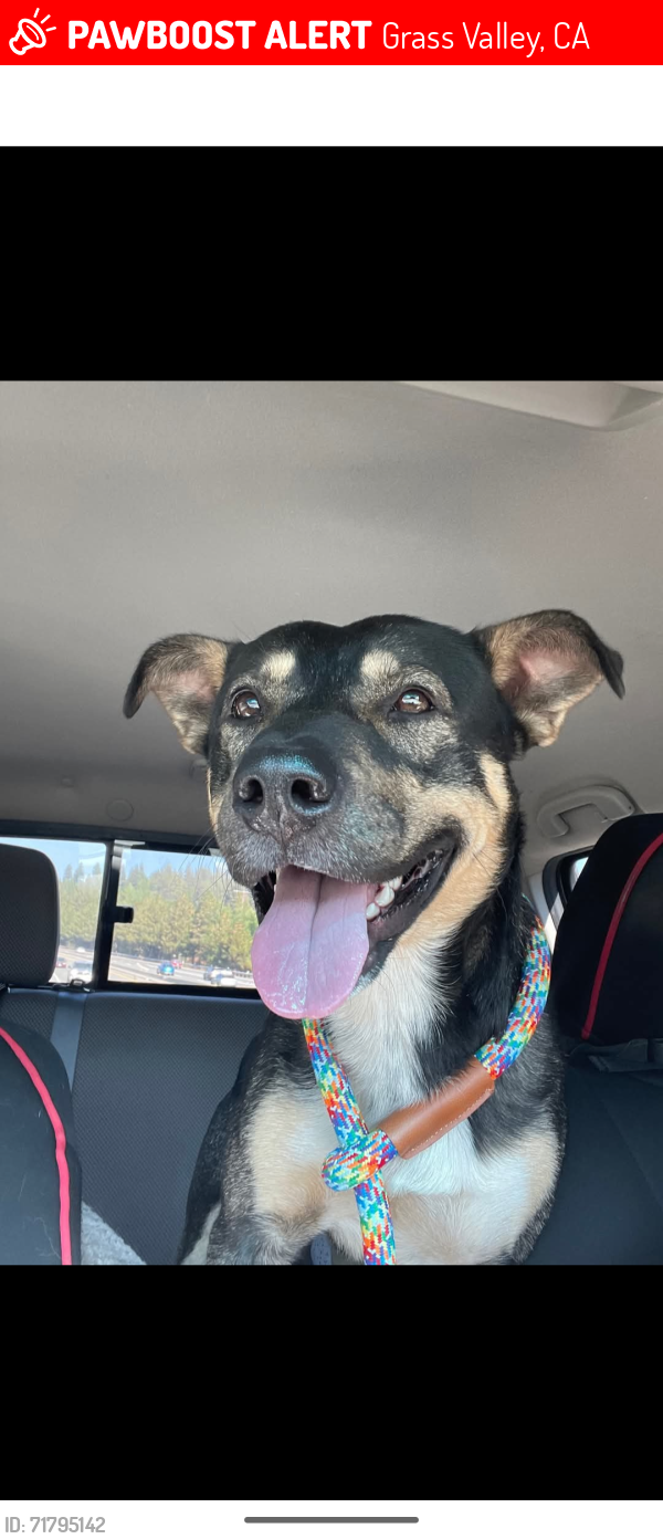 Lost Male Dog last seen Highway 174, Grass Valley, CA 95945